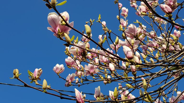 2019_Magnolie_Regina.jpg