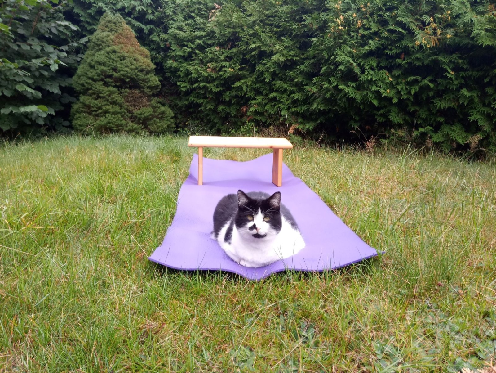 Yoga_Katze.jpg  